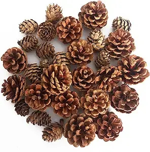 Pinecone Variety 