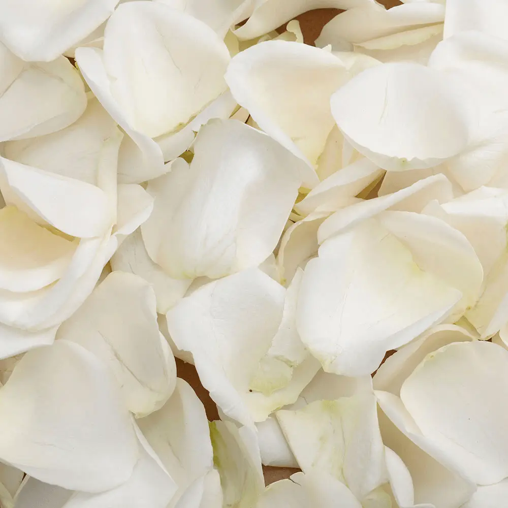 Ivory Rose Petals