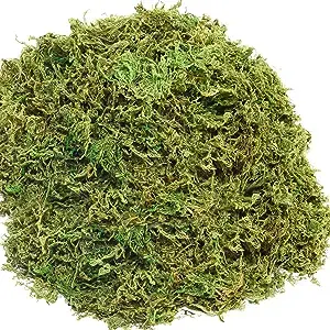 Moss 