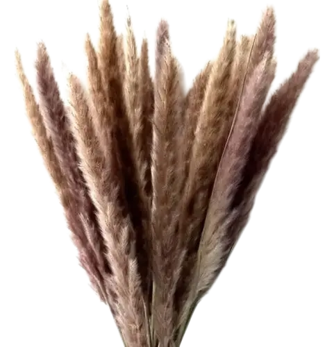 Natural Pampas 