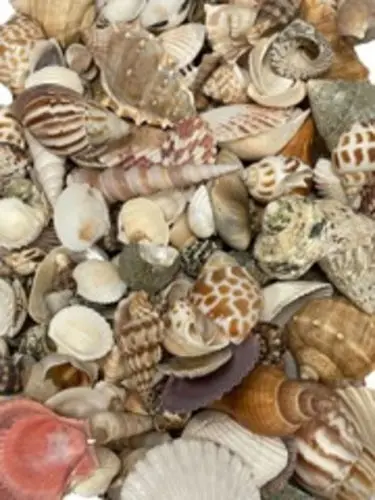 Sea Shell Mix 