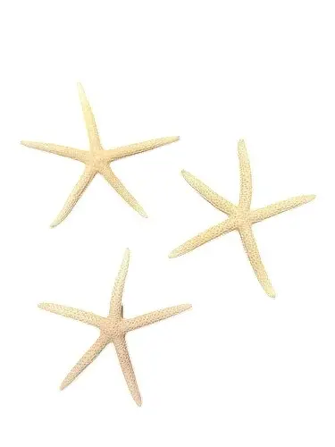 Starfish 