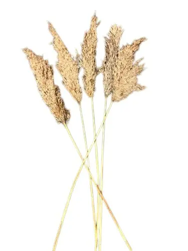 Tall Pampas 