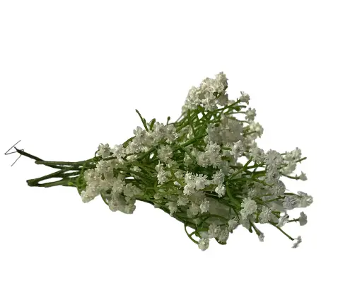 Baby's Breath