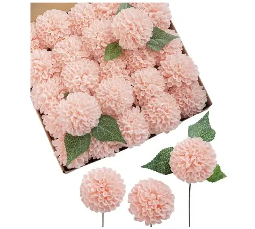 Dahlia: Blush