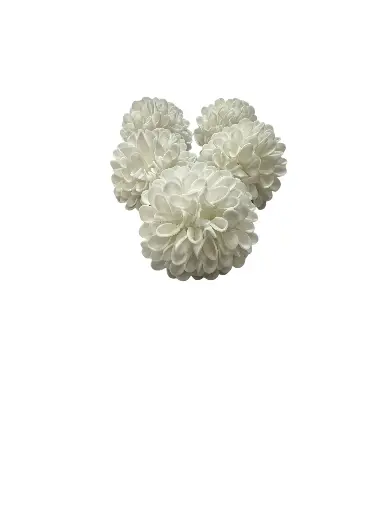 Dahlia: White