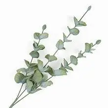 Eucalyptus Stalks 