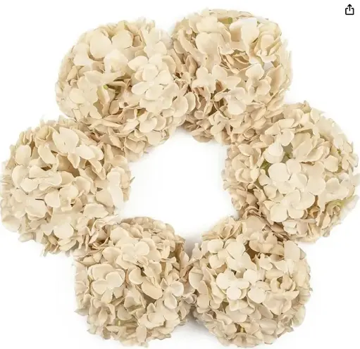 Hydrangea Head: Champagne