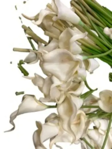 Lily: White w/White Center 