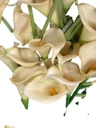 Lily: Ivory w/Orange Center
