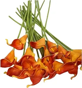 Lily: Orange