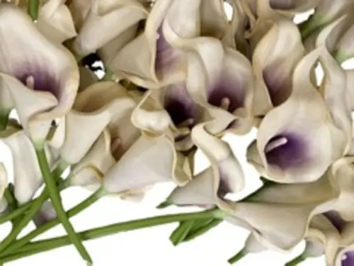 Lily: White w/Purple Center