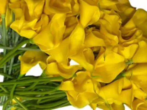 Lily: Yellow