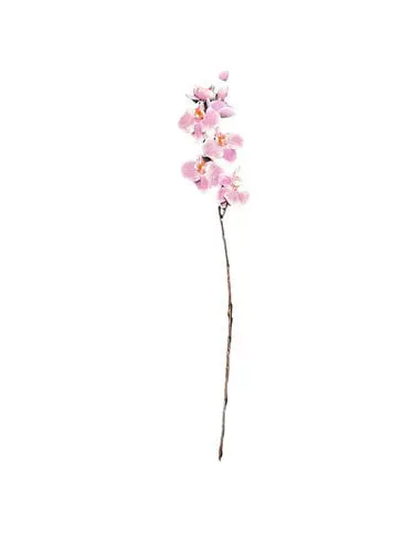 Orchids 
