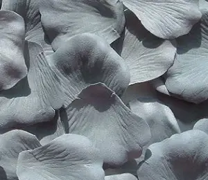 Rose: Gray Rose Petals