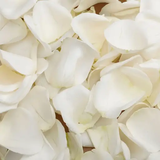 Ivory Rose Petals
